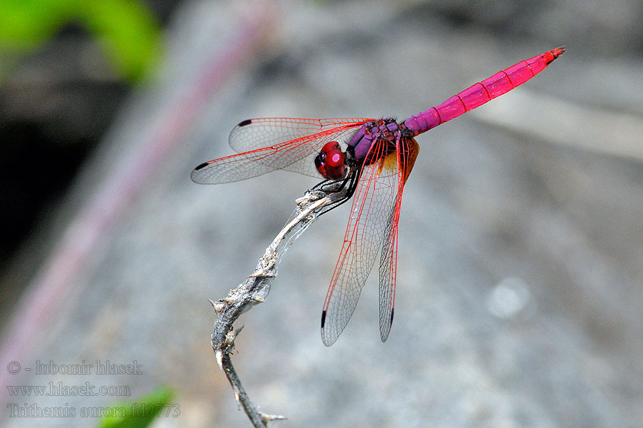 晓褐蜻 Trithemis aurora