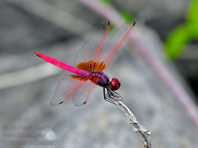 Trithemis aurora