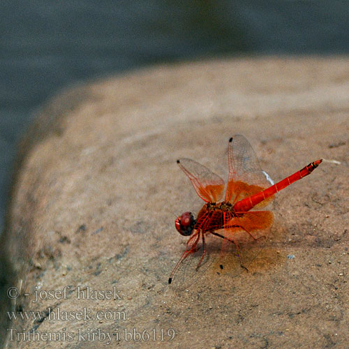 Trithemis kirbyi bb6119