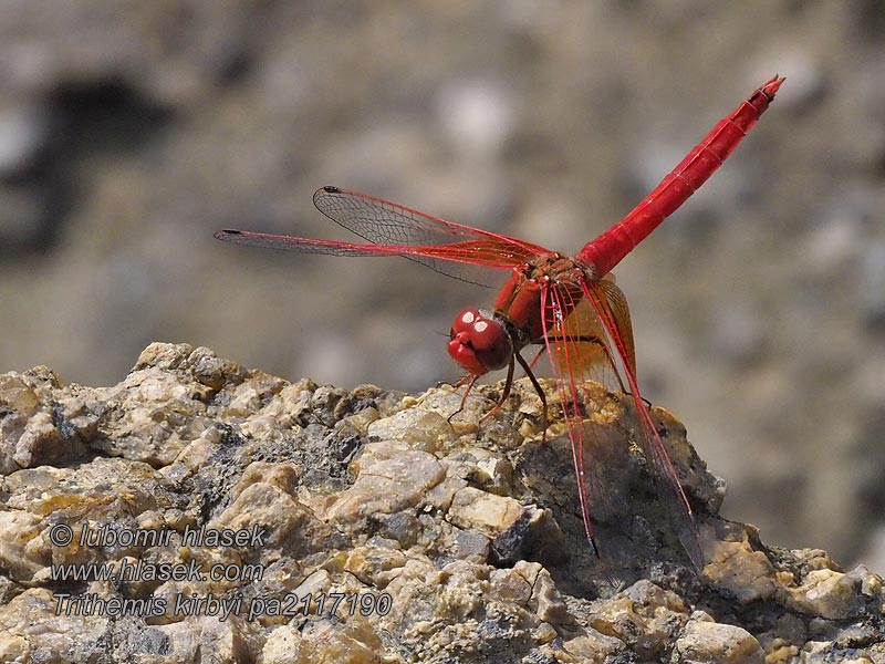 Oranje zonnewijzer トンボ科 Gefleckter Sonnenzeiger Trithemis kirbyi