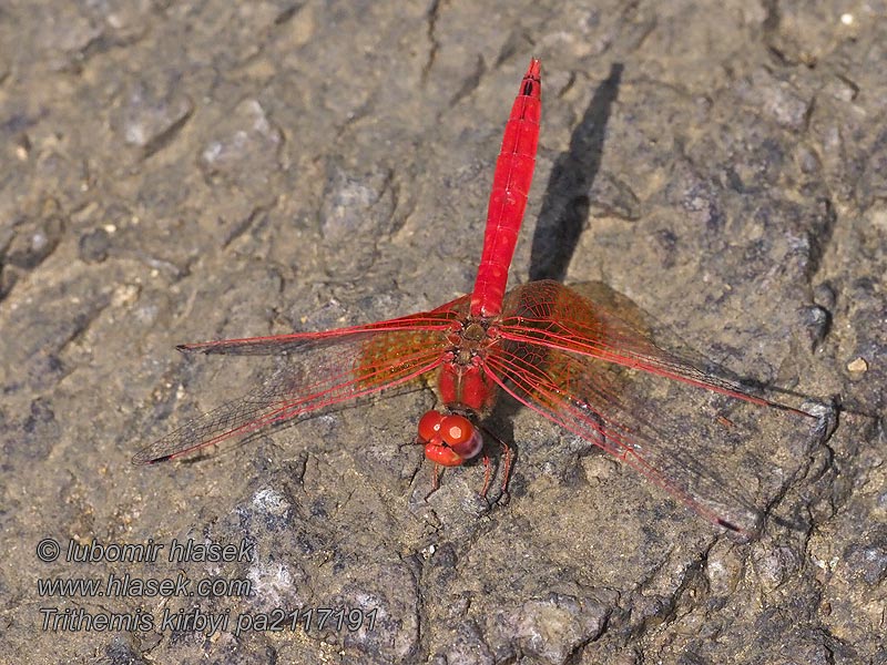 Orange-winged Dropwing Kirby's Gefleckter Sonnenzeiger Trithemis kirbyi