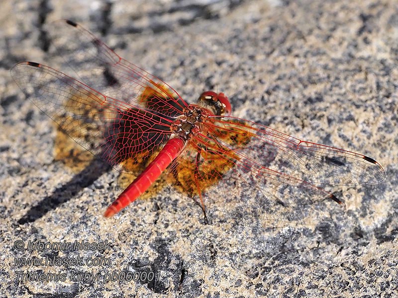 Orange-winged Dropwing Kirby's Trithemis kirbyi