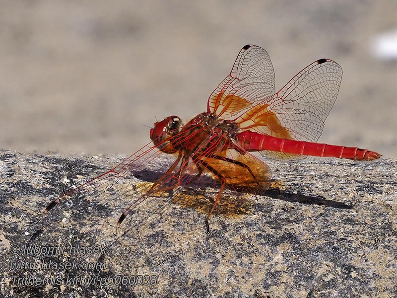 トンボ科 Gefleckter Sonnenzeiger Trithemis kirbyi