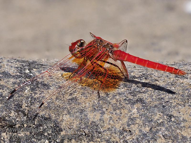 Trithemis kirbyi