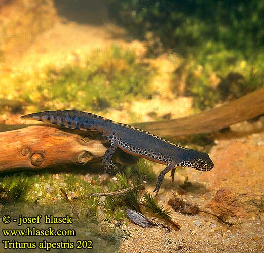 Triturus alpestris Alpine Newt Bjergsalamander alppivesilisko