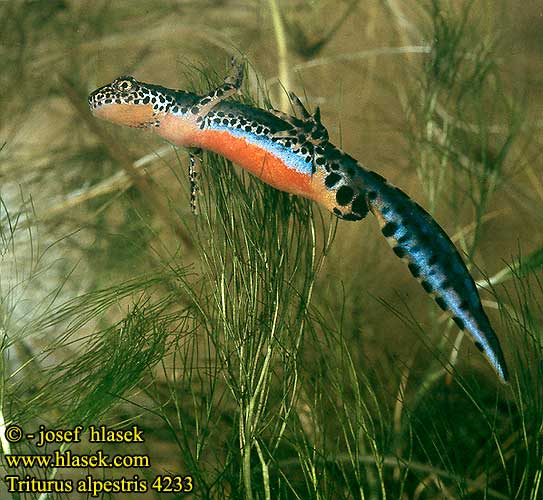 Triturus alpestris Bergmolch Traszka górska Mlok vrchovský