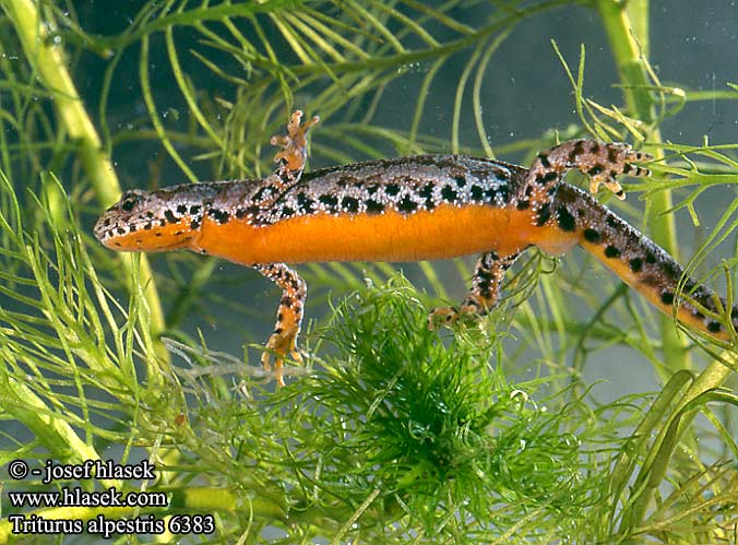 Triturus alpestris Mlok vrchovský Čolek horský Tritón alpino