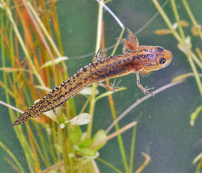 Čolek horský Skulle älska Glasögonsalamander Bergvattensalamander