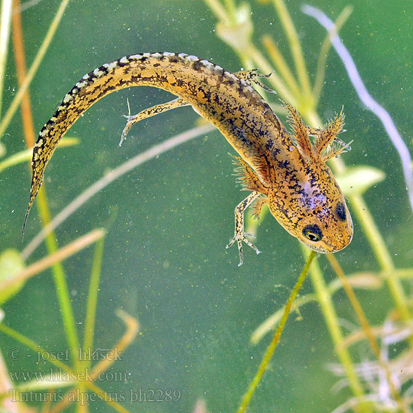 Skulle älska Glasögonsalamander Bergvattensalamander Piutscha cotschna