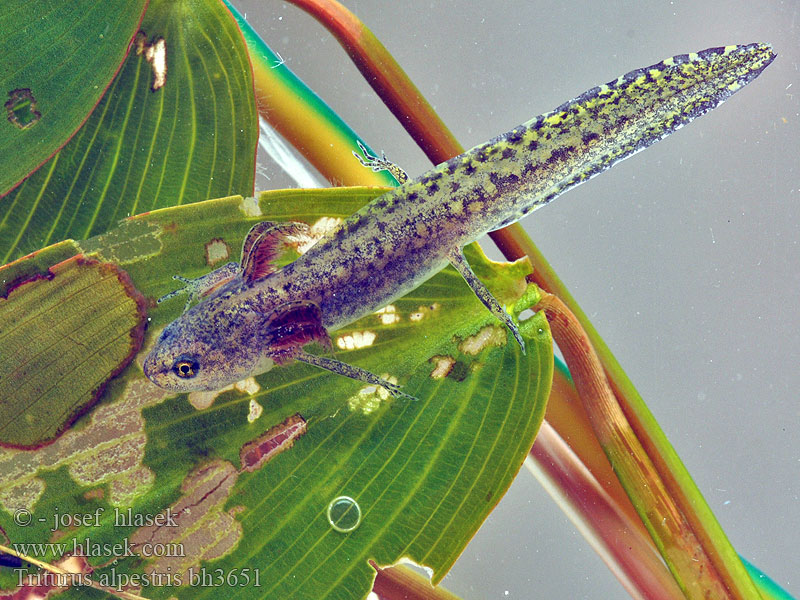 Tritão-alpino Planinski pupek Гірський тритон Alpnwoatersalamander