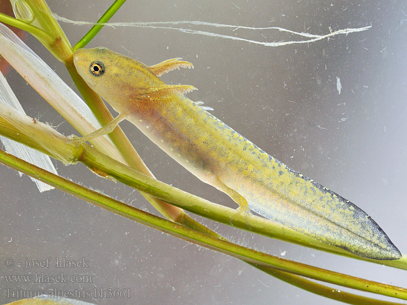 Alpine Newt Альпийский тритон Bergmolch Traszka górska