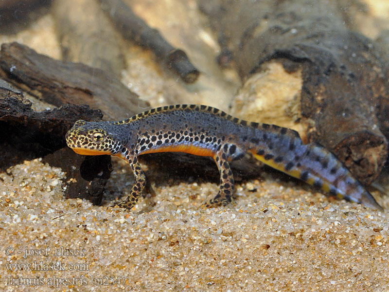 Triturus alpestris Traszka górska Bjergsalamander Alppivesilisko