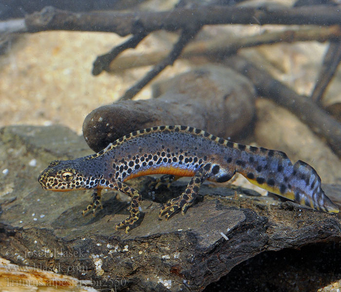 Triturus alpestris Bjergsalamander Traszka górska Alppivesilisko