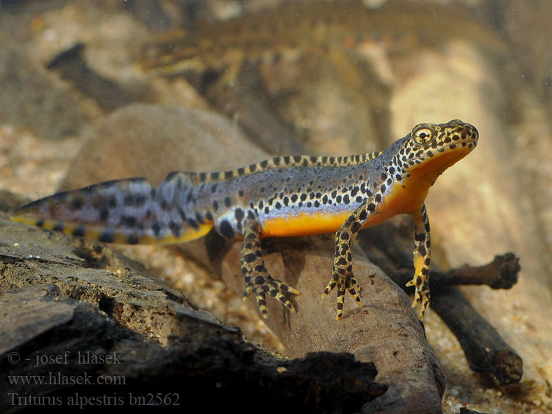 Triturus alpestris Triton alpestre Bjergsalamander Traszka górska