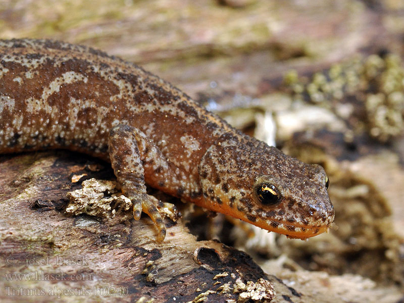 Triturus alpestris Alpine Newt Альпийский тритон