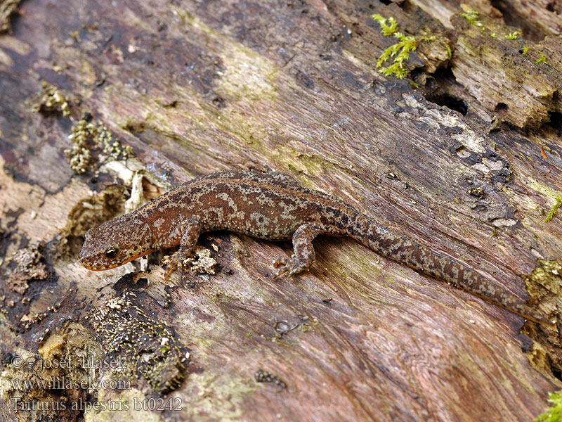 Triturus alpestris Bergmolch Traszka górska Bjergsalamander