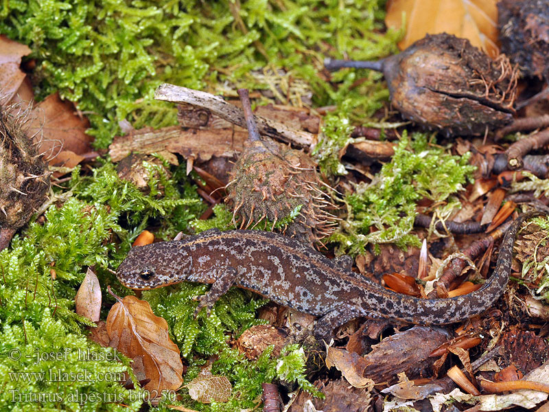 Triturus alpestris Alppivesilisko Triton alpestre