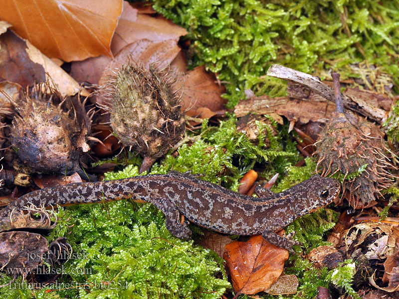 Triturus alpestris Alpenwatersalamander Tritone alpino alpestre