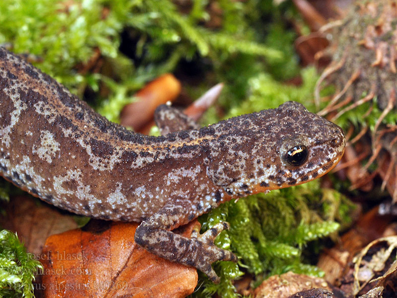 Triturus alpestris Alpesi gőte