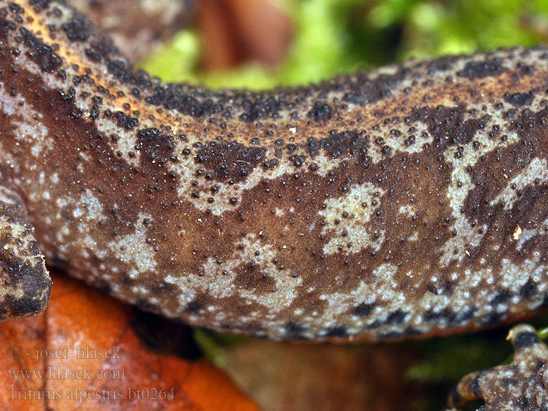 Triturus alpestris Mlok vrchovský