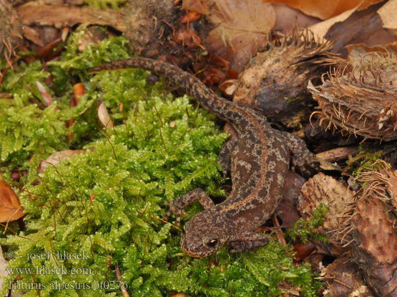 Triturus alpestris Čolek horský