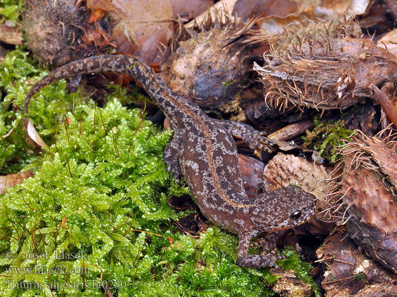 Triturus alpestris Skulle älska Glasögonsalamander