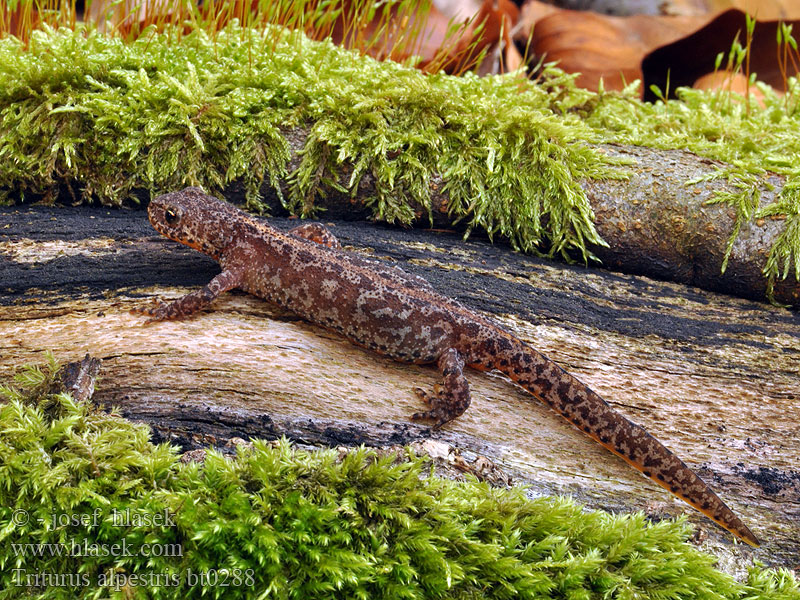 Triturus alpestris Bergvattensalamander