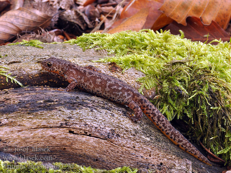 Triturus alpestris Piutscha cotschna