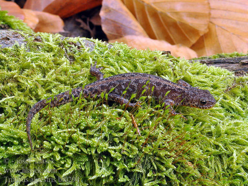 Triturus alpestris Tritone alpino Алпийски тритон