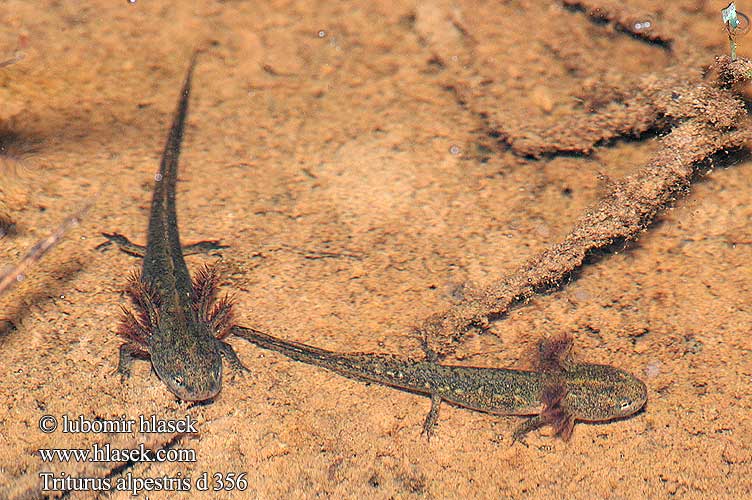 Glasögonsalamander Bergvattensalamander Triton Piutscha cotschna