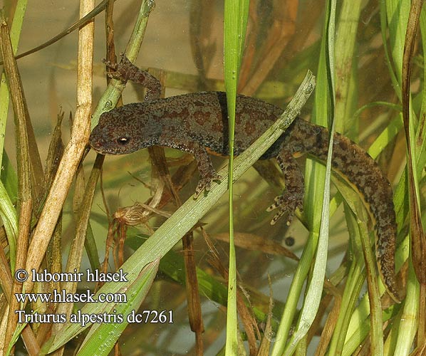 Triturus alpestris Alpine Newt Triton alpestre Bergmolch