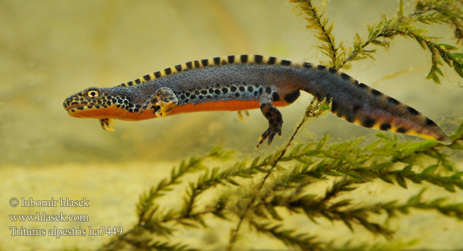 Gailurretako uhandre Planinski vodenjak Tritão-alpino Planinski pupek Гірський тритон Alpnwoatersalamander Triturus alpestris Triton Mesotriton Alpine Newt Альпийский тритон Bergmolch Traszka górska Bjergsalamander Alppivesilisko Triton alpestre Alpenwatersalamander Tritone alpino alpestre Alpesi gőte Mlok vrchovský Čolek horský Skulle älska Glasögonsalamander Bergvattensalamander Piutscha cotschna Алпийски тритон Gweronell Alpoù Αλπικός Τρίτων