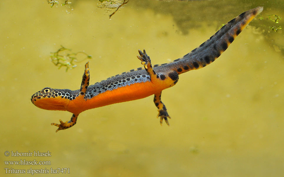 Planinski vodenjak Tritão-alpino Planinski pupek Гірський тритон Alpnwoatersalamander Triturus alpestris Triton Mesotriton Alpine Newt Альпийский тритон Bergmolch Traszka górska Bjergsalamander Alppivesilisko Triton alpestre Alpenwatersalamander Tritone alpino alpestre Alpesi gőte Mlok vrchovský Čolek horský Skulle älska Glasögonsalamander Bergvattensalamander Piutscha cotschna Алпийски тритон Gweronell Alpoù Αλπικός Τρίτων Gailurretako uhandre