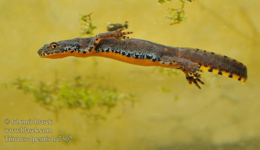 Planinski pupek Гірський тритон Alpnwoatersalamander Triturus alpestris Triton Mesotriton Alpine Newt Альпийский тритон Bergmolch Traszka górska Bjergsalamander Alppivesilisko Triton alpestre Alpenwatersalamander Tritone alpino alpestre Alpesi gőte Mlok vrchovský Čolek horský Skulle älska Glasögonsalamander Bergvattensalamander Piutscha cotschna Алпийски тритон Gweronell Alpoù Αλπικός Τρίτων Gailurretako uhandre Planinski vodenjak Tritão-alpino