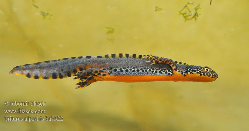 Гірський тритон Alpnwoatersalamander Triturus alpestris Triton Mesotriton Alpine Newt Альпийский тритон Bergmolch Traszka górska Bjergsalamander Alppivesilisko Triton alpestre Alpenwatersalamander Tritone alpino alpestre Alpesi gőte Mlok vrchovský Čolek horský Skulle älska Glasögonsalamander Bergvattensalamander Piutscha cotschna Алпийски тритон Gweronell Alpoù Αλπικός Τρίτων Gailurretako uhandre Planinski vodenjak Tritão-alpino Planinski pupek