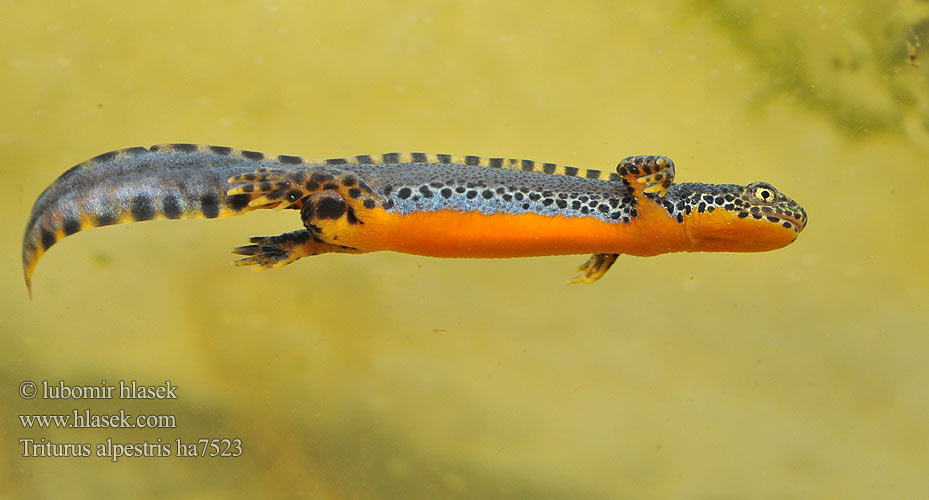 Alpnwoatersalamander Triturus alpestris Triton Mesotriton Alpine Newt Альпийский тритон Bergmolch Traszka górska Bjergsalamander Alppivesilisko Triton alpestre Alpenwatersalamander Tritone alpino alpestre Alpesi gőte Mlok vrchovský Čolek horský Skulle älska Glasögonsalamander Bergvattensalamander Piutscha cotschna Алпийски тритон Gweronell Alpoù Αλπικός Τρίτων Gailurretako uhandre Planinski vodenjak Tritão-alpino Planinski pupek Гірський тритон