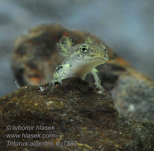 Альпийский тритон Triturus alpestris