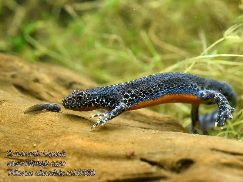 Traszka górska Triturus alpestris