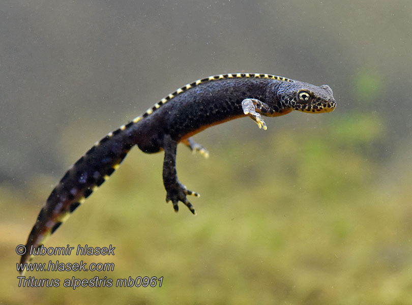 Bjergsalamander Triturus alpestris