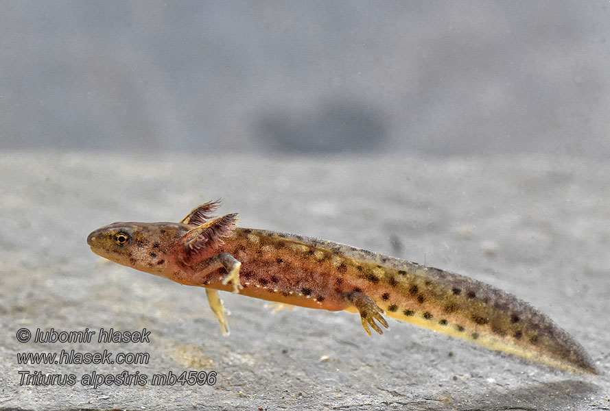 Triton alpestre Triturus alpestris