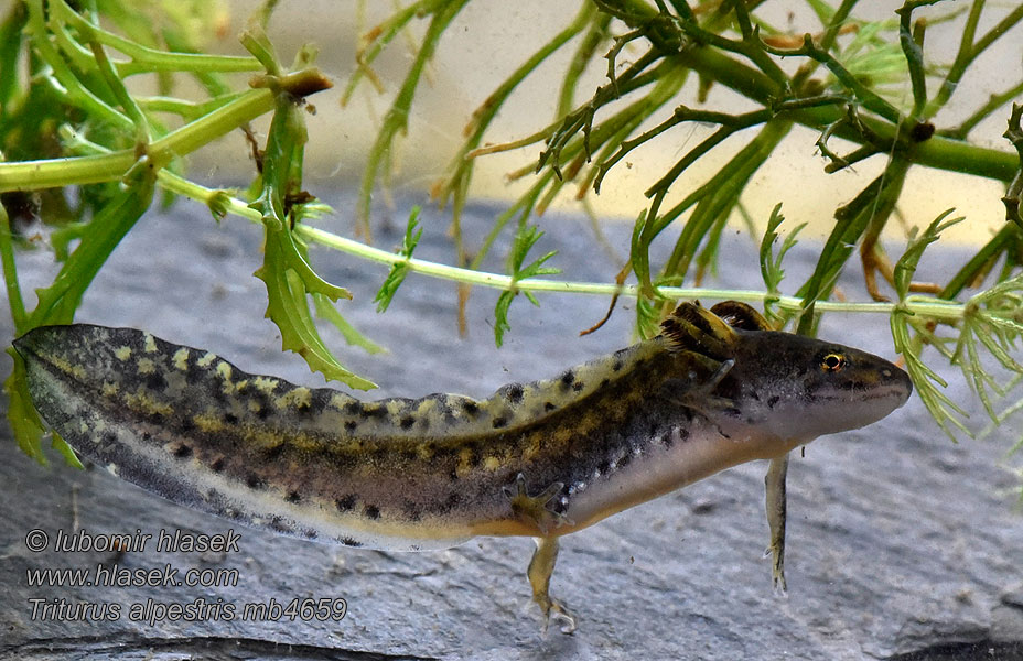 Alpenwatersalamander Triturus alpestris