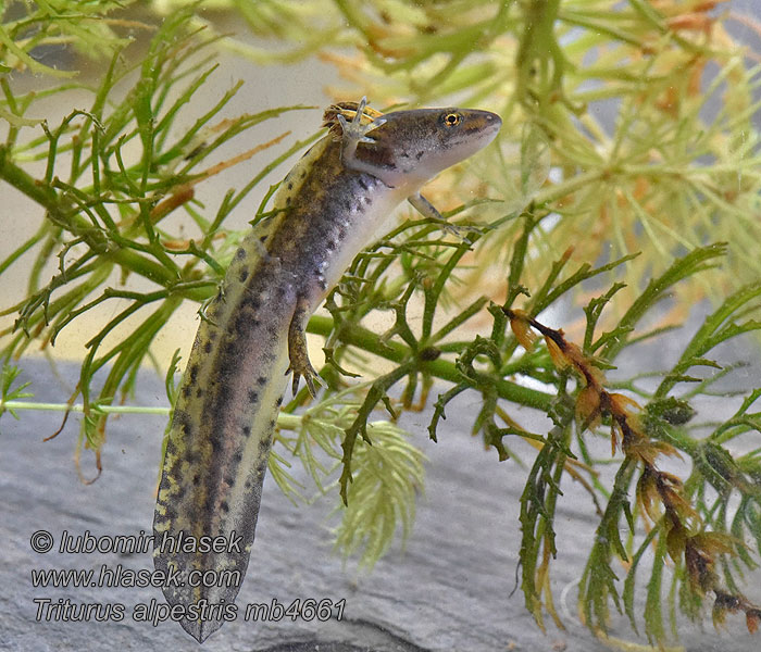 Tritone alpino alpestre Triturus alpestris