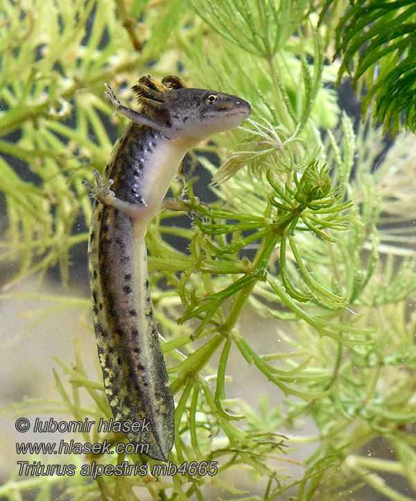 Alpesi gőte Triturus alpestris