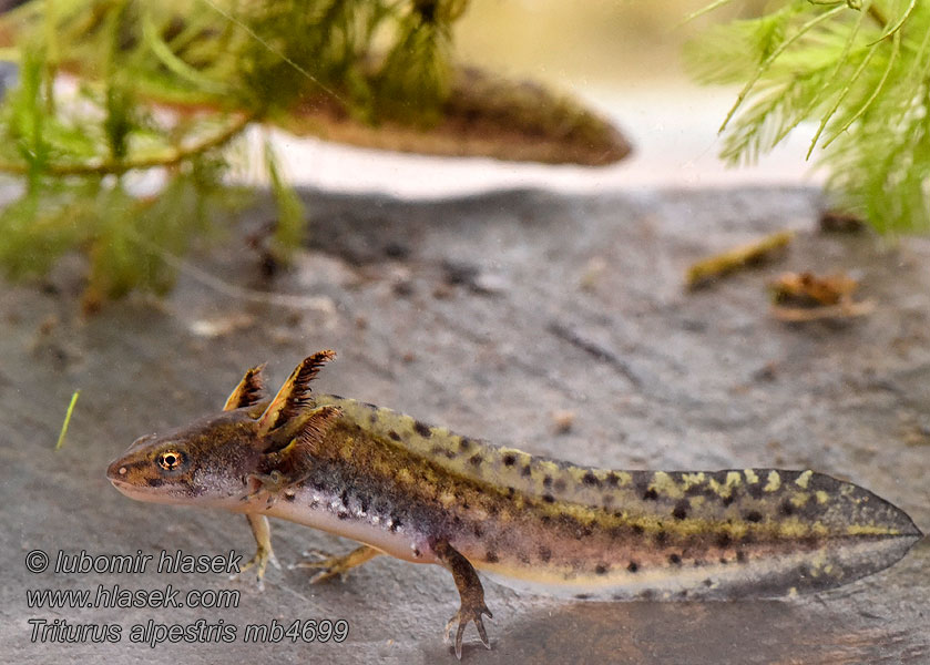 Mlok vrchovský Čolek horský Triturus alpestris