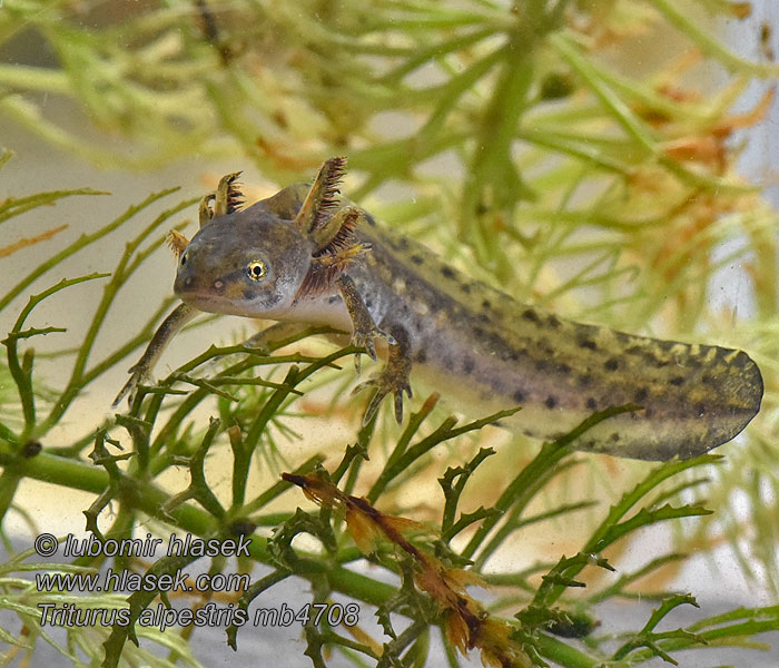 Čolek horský Triturus alpestris