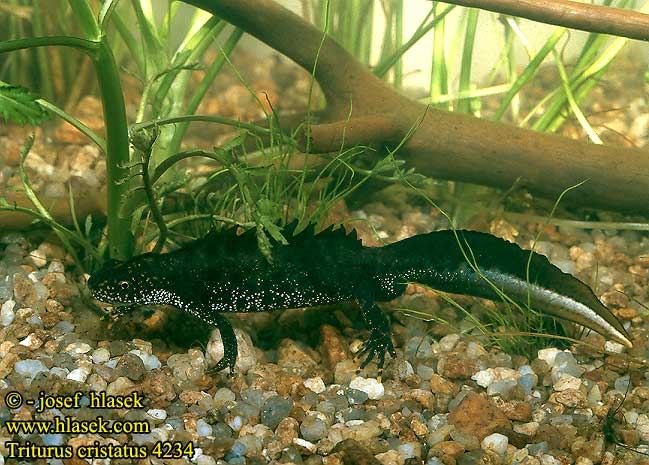 Triturus cristatus Warty Newt Stor vandsalamander Rupilisko