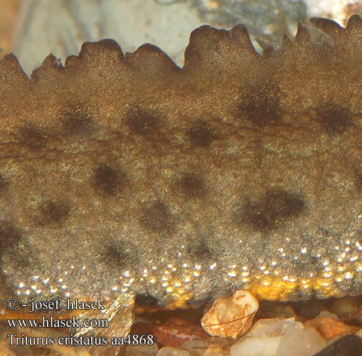 Triturus cristatus Tritone crestato tarajos gőte