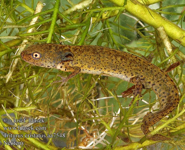 Triturus cristatus čolek velký neoteny Tritón crestado