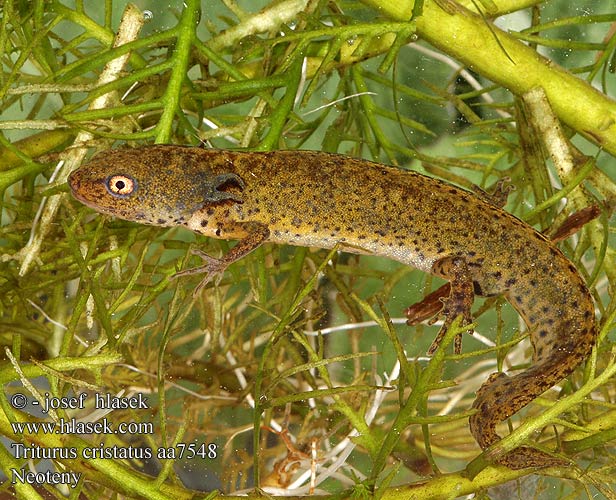 Triturus cristatus čolek velký neoteny Tritón crestado