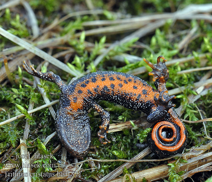 Triturus cristatus Triton Warty Newt Great Crested